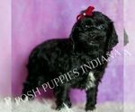 Small #2 Cavapoo (Miniature)