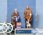 Small Photo #1 French Bulldog Puppy For Sale in WALKERTOWN, NC, USA