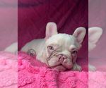Small #6 French Bulldog