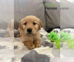 Puppy Flurry Golden Retriever