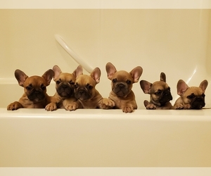 French Bulldog Puppy for sale in KALISPELL, MT, USA