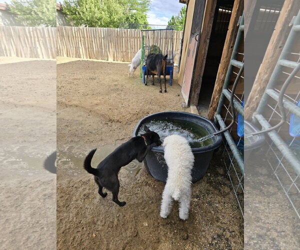 Medium Photo #14 Mutt Puppy For Sale in Sandy, UT, USA