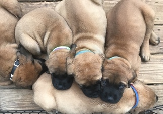 Mastiff Puppy for sale in MIDDLETOWN, NY, USA
