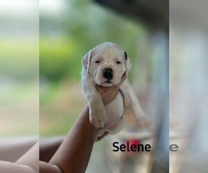 American Bulldog Puppy for sale in BLACKSBURG, SC, USA