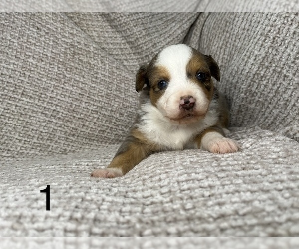 Medium Photo #6 Australian Shepherd Puppy For Sale in TONASKET, WA, USA