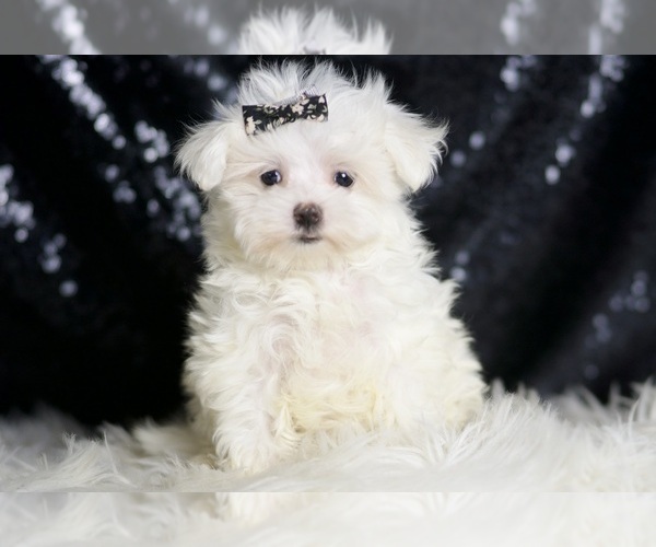 Medium Photo #2 Maltese Puppy For Sale in WARSAW, IN, USA