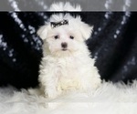 Small Photo #1 Maltese Puppy For Sale in WARSAW, IN, USA