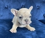 Small #45 French Bulldog