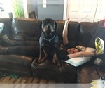 Small Photo #1 Rottweiler Puppy For Sale in SIOUX CENTER, IA, USA