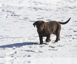 Small Photo #11 Labrador Retriever Puppy For Sale in VONA, CO, USA