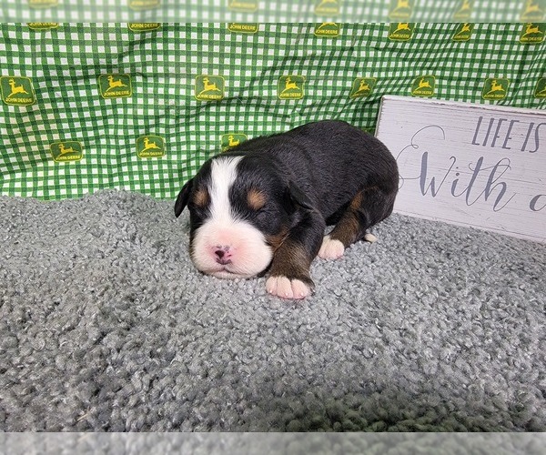 Medium Photo #15 Bernese Mountain Dog Puppy For Sale in BLACK FOREST, CO, USA