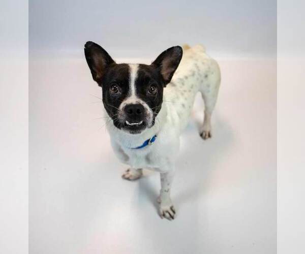 Medium Photo #5 Boston Terrier-Unknown Mix Puppy For Sale in Kennesaw, GA, USA