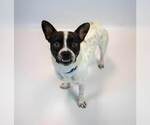 Small #4 Boston Terrier Mix