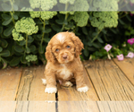 Small #28 Cocker Spaniel