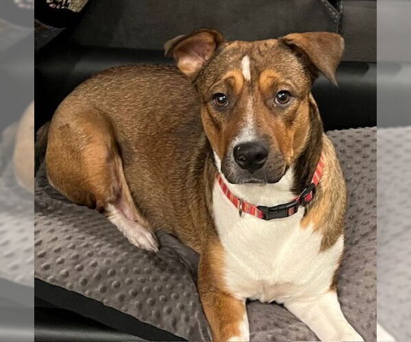 Medium Photo #23 American Pit Bull Terrier-Unknown Mix Puppy For Sale in Fargo, ND, USA