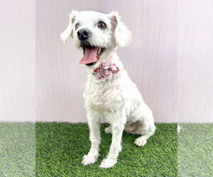 Maltese-Unknown Mix Dogs for adoption in Corona, CA, USA