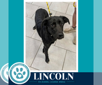 Lincoln (The L Train) 100326 - Male Labrador Retriever-Unknown Mix Dog for Adoption - Small photo