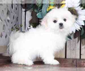 Zuchon Puppy for sale in MOUNT VERNON, OH, USA