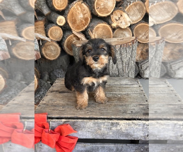 Medium Photo #3 King Schnauzer Puppy For Sale in MIDDLEBURY, IN, USA