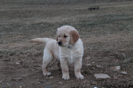 Medium Photo #1 Golden Retriever Puppy For Sale in REBERSBURG, PA, USA