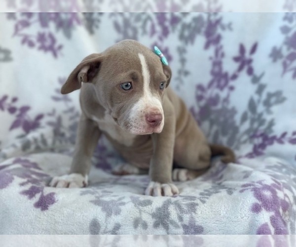 Medium Photo #17 American Bully Puppy For Sale in LAKELAND, FL, USA