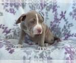Small Photo #17 American Bully Puppy For Sale in LAKELAND, FL, USA