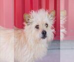 Small #1 Cairn Terrier Mix