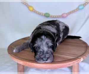 Medium Goldendoodle (Miniature)