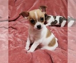 Small Photo #3 Chihuahua Puppy For Sale in MOUNT AIRY, NC, USA