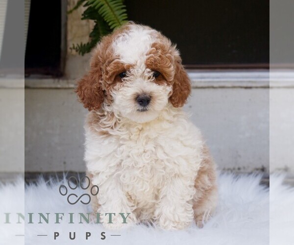Medium Photo #1 Poodle (Miniature) Puppy For Sale in HONEY BROOK, PA, USA