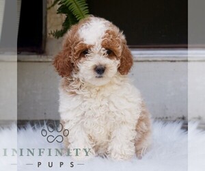 Poodle (Miniature) Puppy for sale in HONEY BROOK, PA, USA
