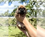 Puppy Puppy 6 Cocker-Pei