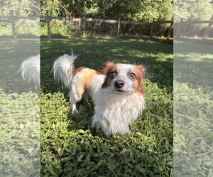 Chion Dogs for adoption in Pacolet, SC, USA