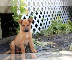 Golden Shepherd-Rottweiler Mix Puppy for sale in SHILOH, OH, USA