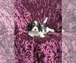 Small #4 Cavalier King Charles Spaniel