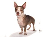 Small #2 Mutt