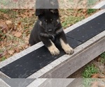 Small #20 German Shepherd Dog