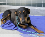 Small #1 Doberman Pinscher