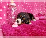 Small Photo #4 Bernese Mountain Dog Puppy For Sale in BLACK FOREST, CO, USA