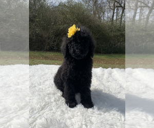 Poodle (Standard) Puppy for Sale in NACOGDOCHES, Texas USA