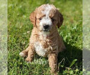 Goldendoodle (Miniature) Puppy for sale in WITHEE, WI, USA