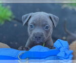 Small #6 Dachshund Mix