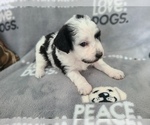 Small Maltipoo-Poodle (Toy) Mix