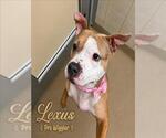 Small #3 Staffordshire Bull Terrier