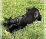 Small Photo #12 Cane Corso Puppy For Sale in ANDERSON, IN, USA