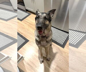 German Shepherd Dog Dogs for adoption in McKinney, TX, USA