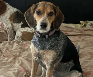 Mother of the Beagle puppies born on 08/30/2025