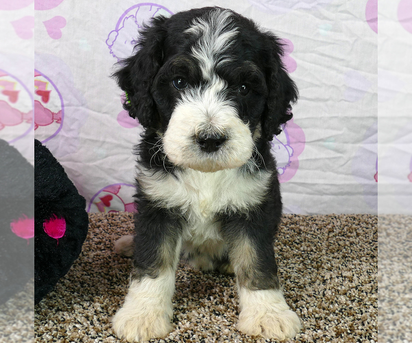 Medium Photo #1 Bernedoodle Puppy For Sale in ROY, UT, USA