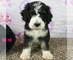 Small Bernedoodle