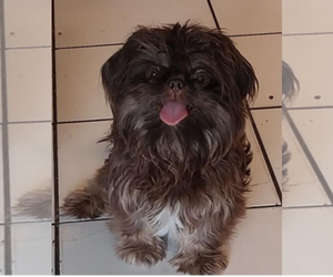 Father of the Shih Tzu puppies born on 07/17/2025